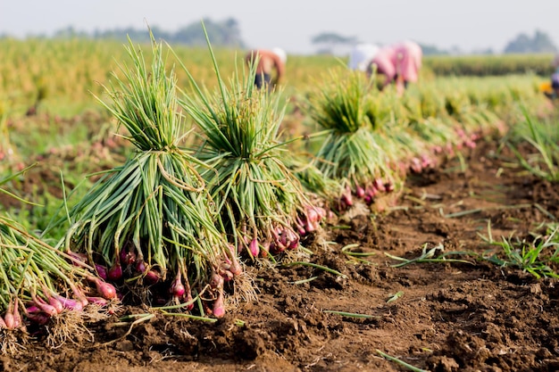 Shallots being harvested in the field Red and fresh