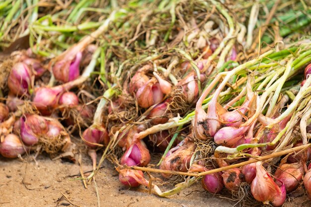 Shallots collected new have not been dried.