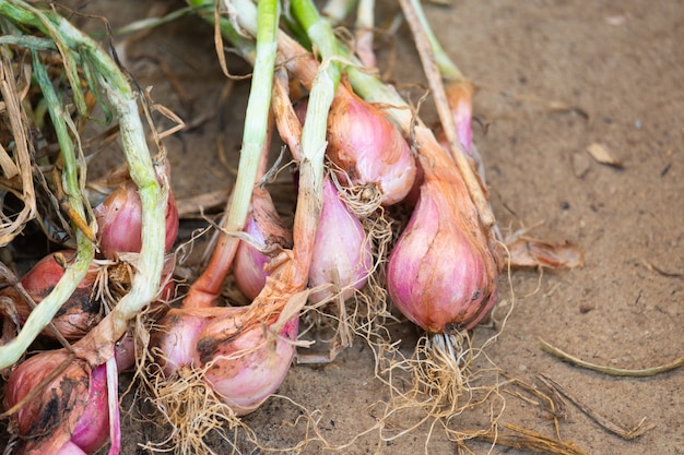 Shallots collected new have not been dried.