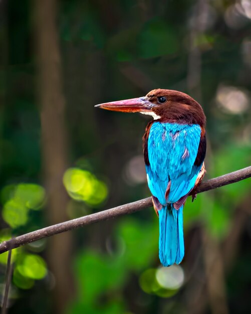 Shallow depth of field brightly blue colored indian kingfisher bird sitting on a dry branch of tree