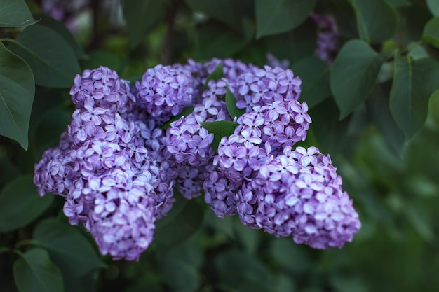 浅い被写界深度 (焦点が合っている花はわずか) バイオレット コモン ライラック (Syringa vulgaris) の花が日陰にあり、後ろに濃い緑の葉があります。抽象的な春の背景。