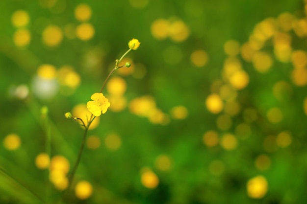 얕은 피사계 심도 사진(초점에 하나의 꽃만), 일반적인 미나리 아재비(Ranunculus acris), 배경에 더 흐릿한 식물이 있습니다. 추상 봄 배경