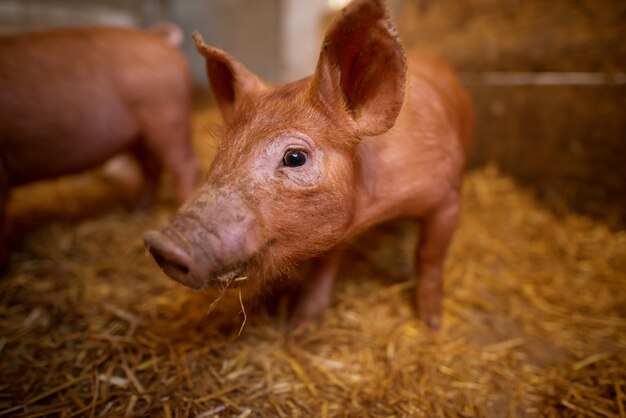 Shallow depth of field pig portrait at pigsty. Pig farm. Group of pigs at animal farm.