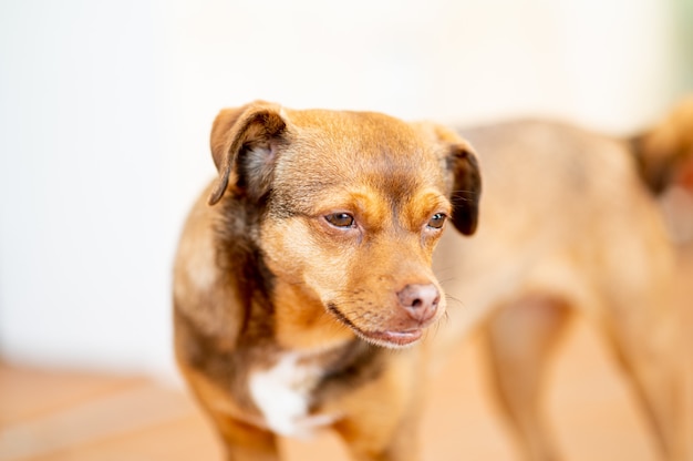 Shallow depth of field portrait of an autonomous breed dog. "Rater Mallorqui".