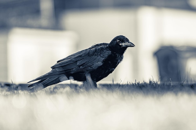 Shallow focus of a crow standing in the grass ground with blur background