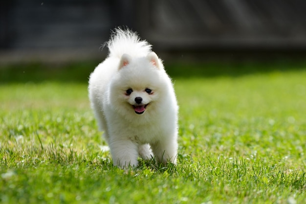 草の上を走っている口を開いたかわいい白いポメラニアン スピッツ犬の浅い焦点