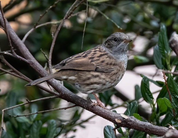 Shallow focus of a Dunnock bird