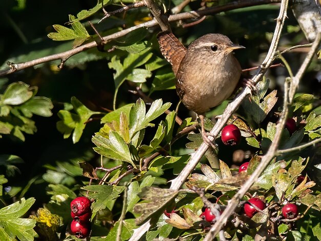 Shallow focus of a Dunnock bird