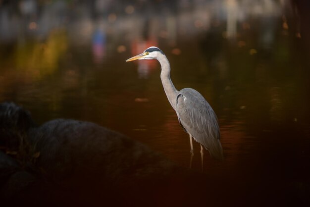 Shallow focus of a gray heron on a green blurred background