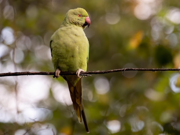 Shallow focus of a green Newton's parakeet parrot