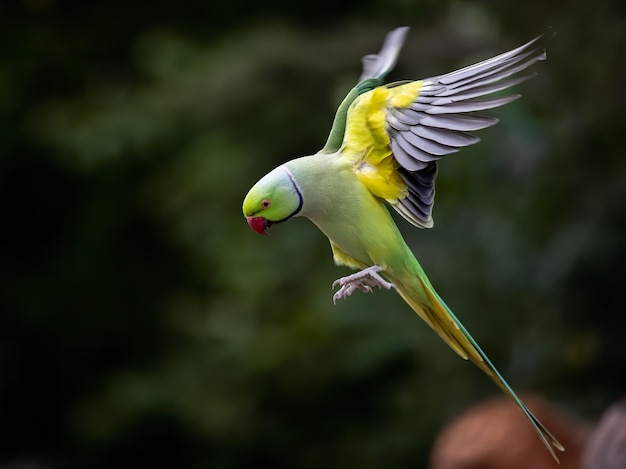 Неглубокий фокус зеленого попугая-попугая Ньютона