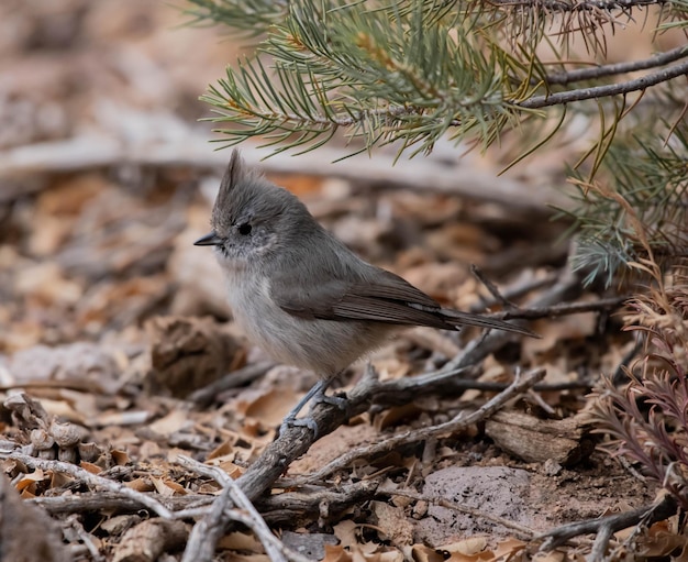 Shallow focus of a juniper titmouse bird on a twig with autumn\
leaves in the park on the background