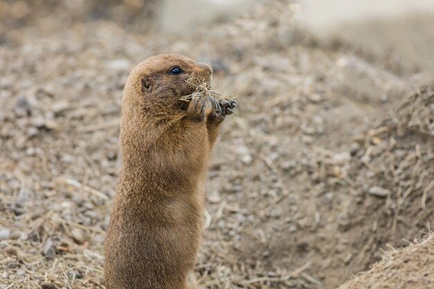 Shallow focus of a prairie dog eating grass in its habitat