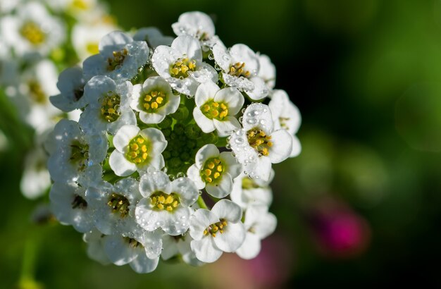 若い白いアリッサムの花の束の浅いフォーカスショット（Lobularia Maritima）