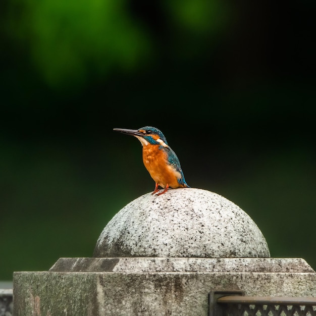 Shallow focus shot of a kingfisher bird standing on stone post top