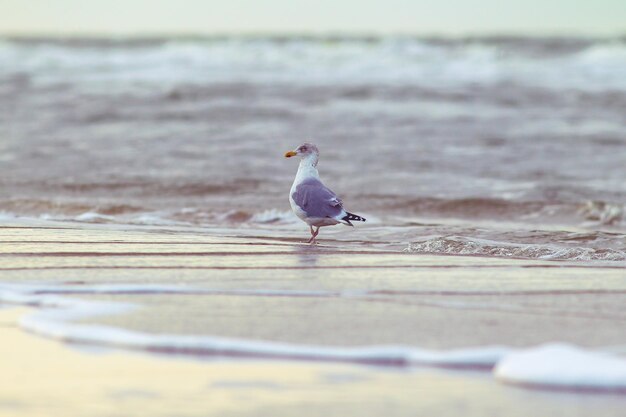 Shallow focus shot of a seagull walking on the beach