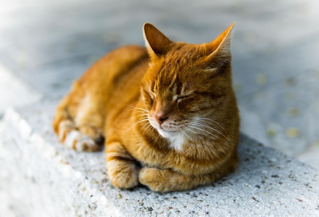 Shallow focus shot of a stray red tabby cat sleeping on stone ground outdoor