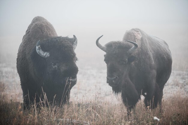 Shallow focus shot of two bisons in the wilderness