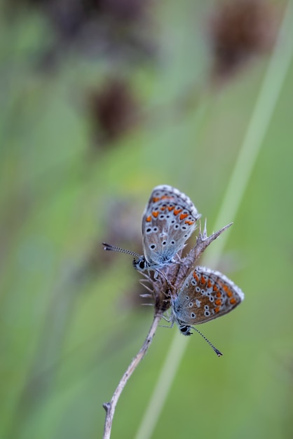 Shallow focus shot of two butterflies in their natural environment