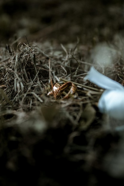 Shallow focus shot of wedding rings on a pile of twigs, rustic style wedding