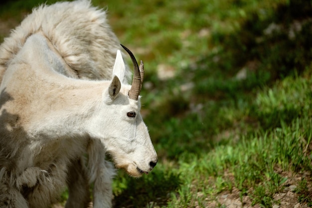 Shallow focus of a white mountain goat grazing at the Glacier national park