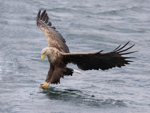 Foto messa a fuoco superficiale di un'aquila dalla coda bianca che caccia all'isola di mull