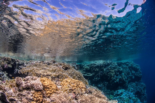 Parte poco profonda di una bellissima barriera corallina