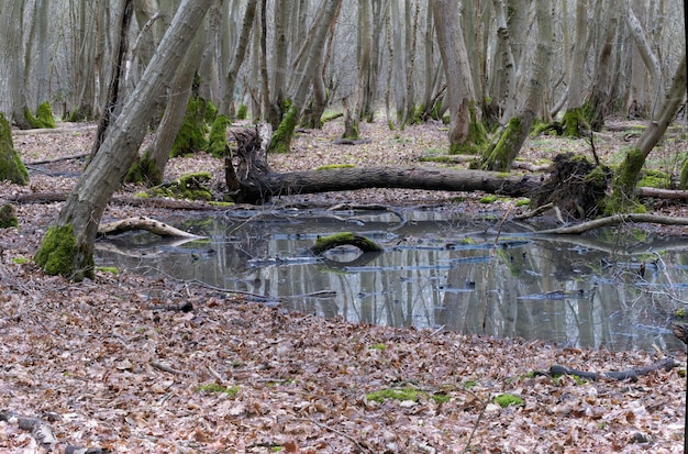 Shallow pool in ancient woodlands