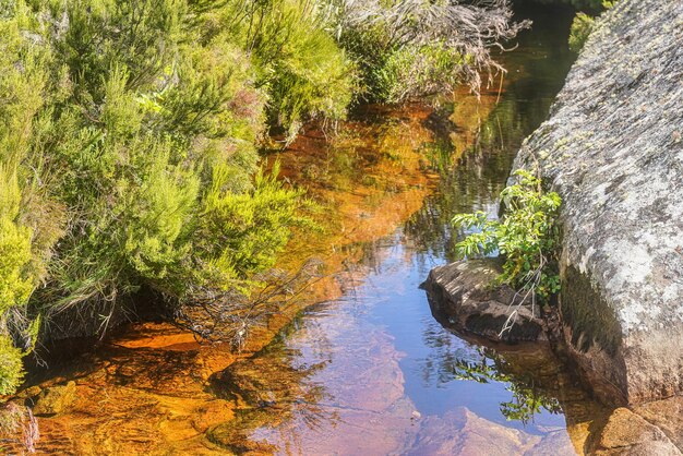 赤い盆地のある浅い川、植物 - ほとんどが固有種 - が周りに生えています。アンドリンギトラ国立公園、マダガスカルの典型的な風景