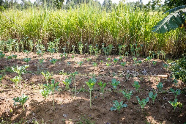 Shamba Vegetation Plants Fields Meadows Farm Farming Kakamega county kenya Oost-Afrika landbouw