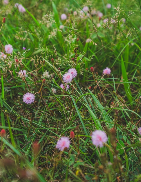 Foto shameplant con fiori in fiore sul campo d'erba