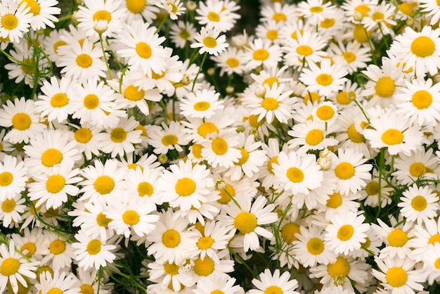 Shamomile background