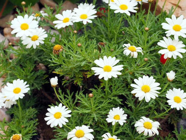 シャモミール白いヒナギクの花の背景