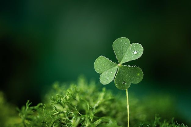 Foto shamrock blad in een bos st. patrick's vakantie groetenkaart threeleaved klaver blad als een symbool van st. patrick's day