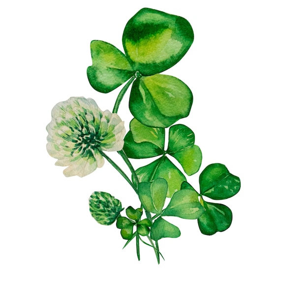 흰색 배경에 토끼풀과 클로버 수채화 세트 구성 손으로 그린 그림 녹색 잎 흰색 꽃 엽서 화환 디자인에 대한 아일랜드 기호 절연