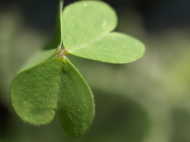 Shamrock plant bladeren