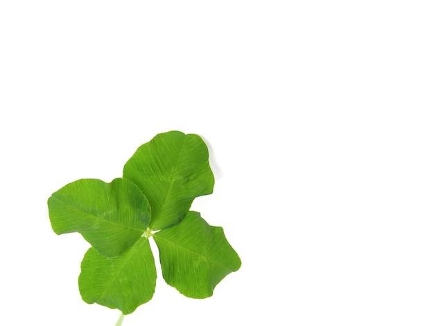 Shamrock with copy space