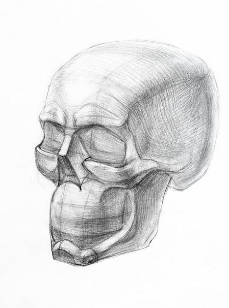 Shape of human skull hand drawn by regular pencil