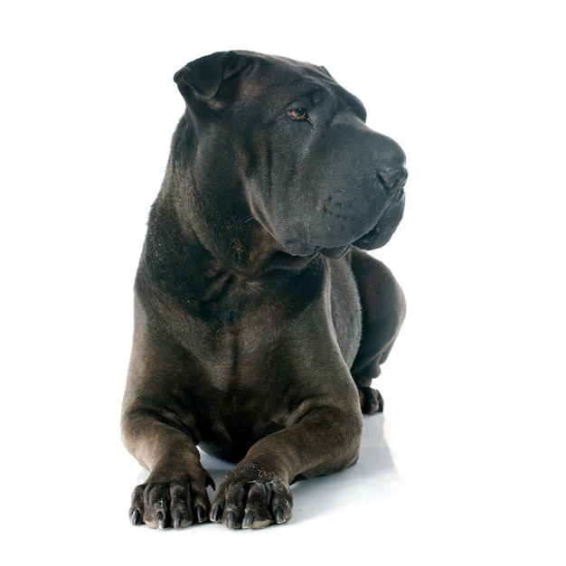 Cane shar pei