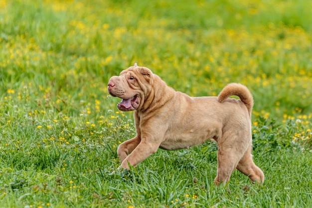 Shar Pei-hond loopt in het veld op coursingwedstrijd met kunstaas met zonnig weer