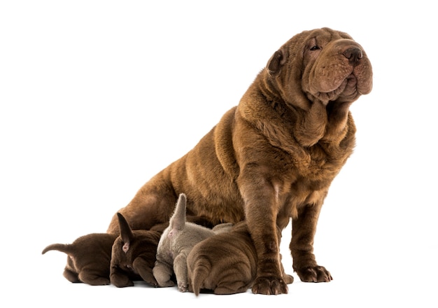 Mamma di shar pei che si siede allattando al seno i suoi cuccioli isolati su bianco