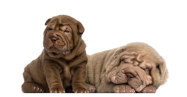 Shar Pei puppies lying together isolated on white