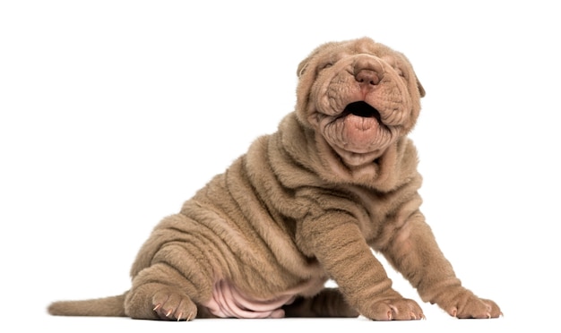 Shar Pei puppy barking isolated on white