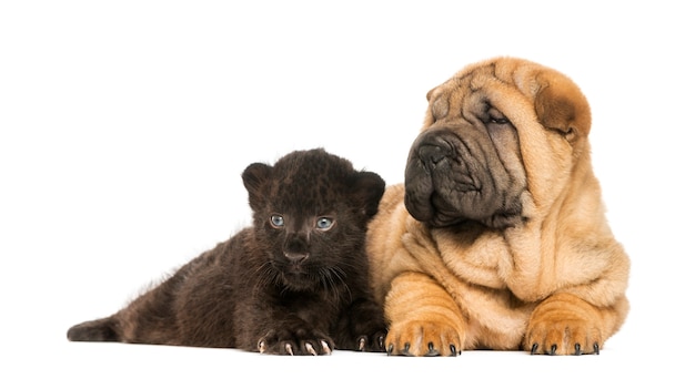 Shar pei puppy and Black Leopard cub lying down next to each other,  isolated on white