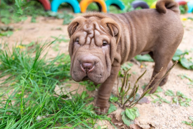 写真 散歩するシャーペイの子犬