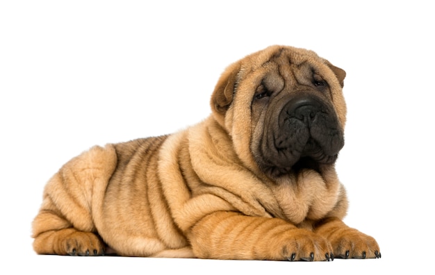 Cucciolo di sharpei che si trova giù isolato su bianco