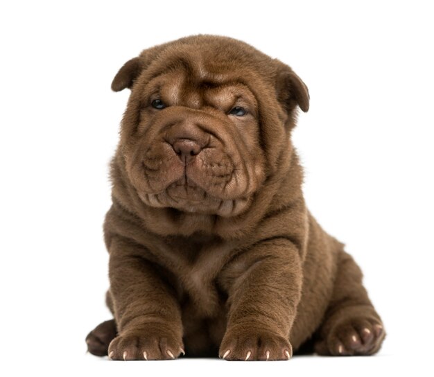 Shar Pei puppy sitting isolated on white