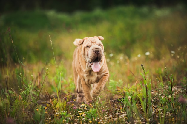 Shar-peihond op een gang in een park