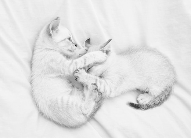 Share love Cozy home Small cute kittens relax on white sheets Baby cat Cute white kittens Tender and lovely White kittens playing with each other Best friends Cat family Pets concept