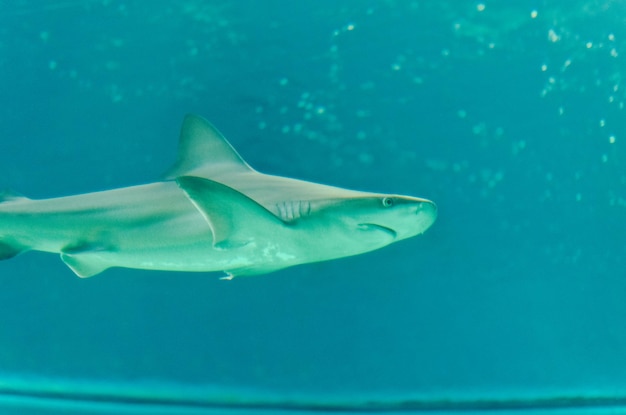 海に浮かぶサメ水中海の生物